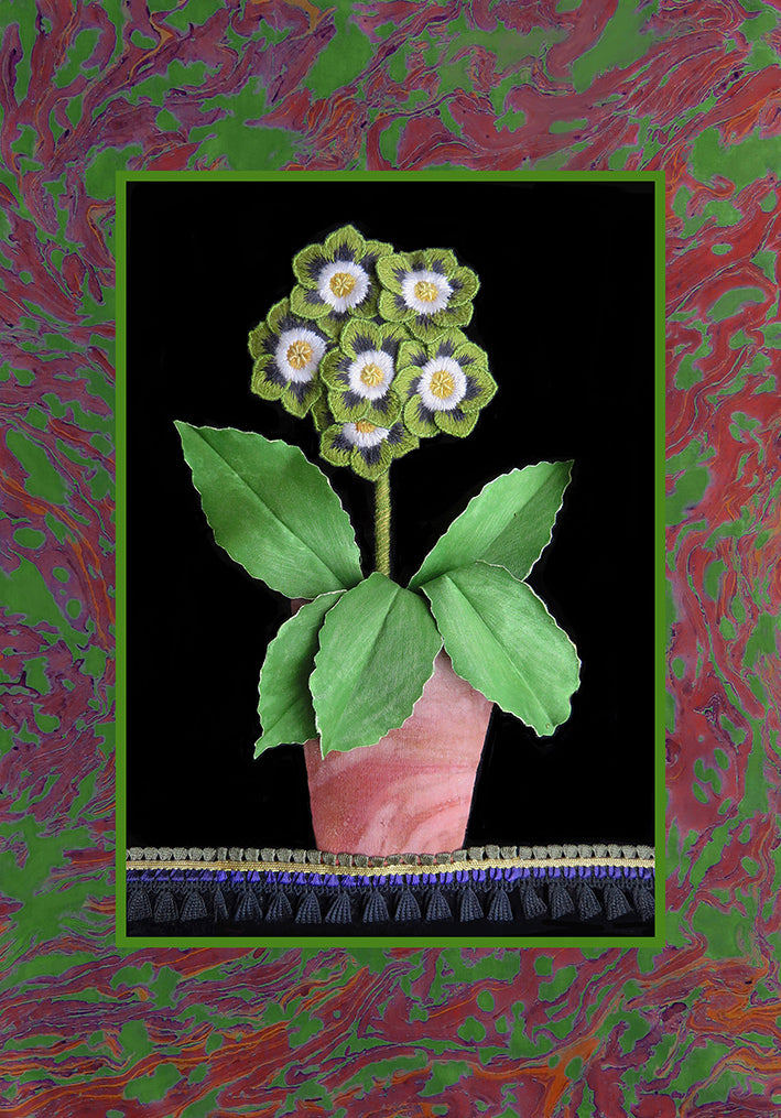 Auricula: Roberto