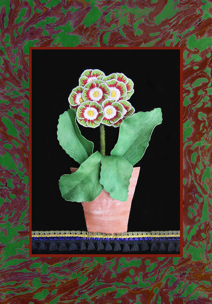 Auricula: Rajah
